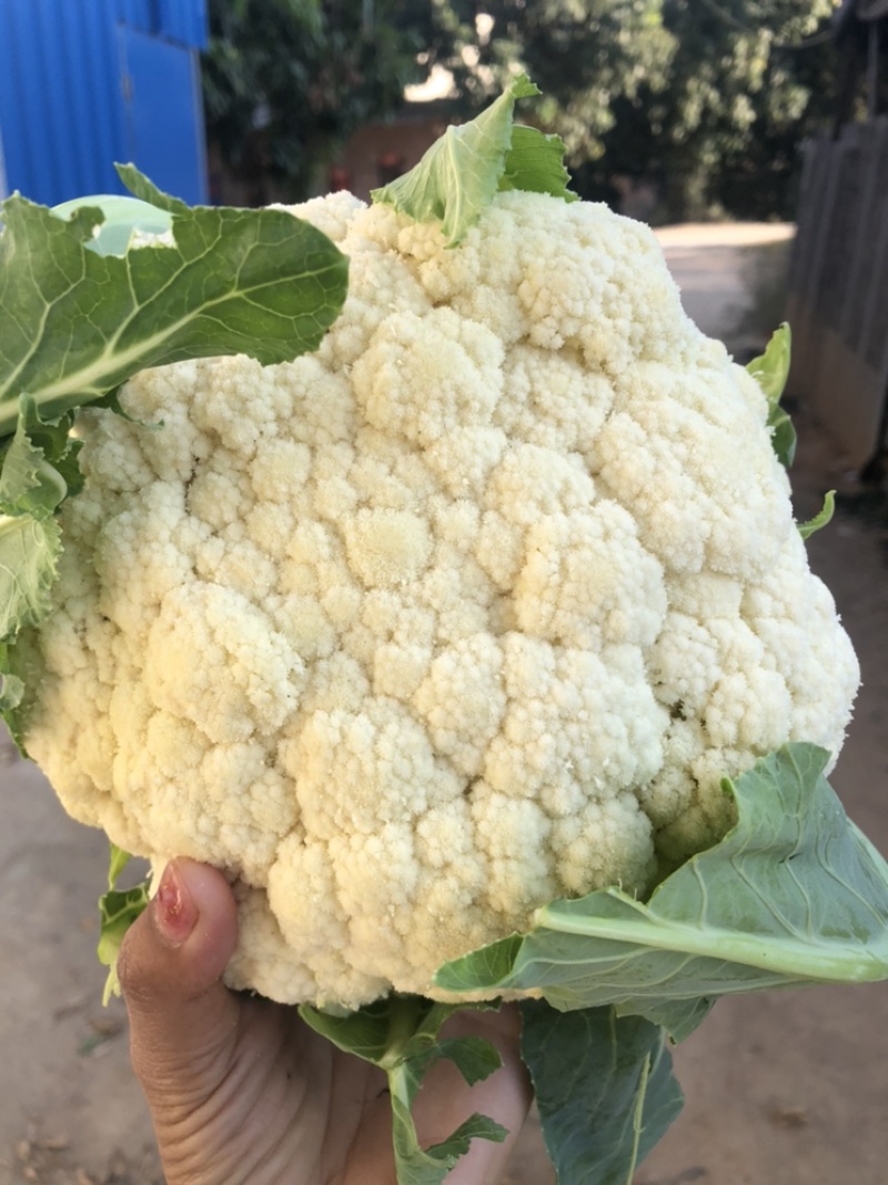 花菜大量供应渠道、小米青梗有机散花、大量供应平台