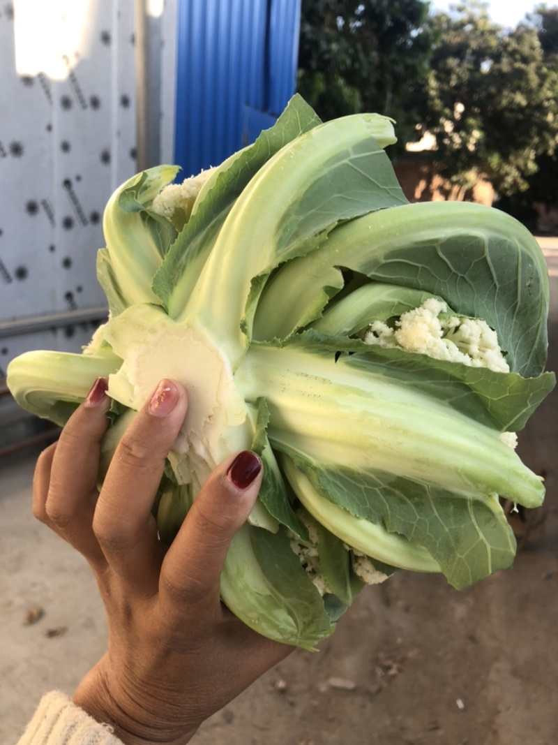花菜大量供应渠道、小米青梗有机散花、大量供应平台
