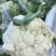 花菜大量供应渠道、小米青梗有机散花、大量供应平台