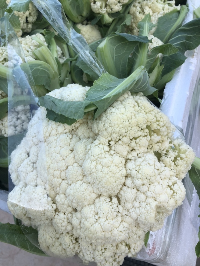 花菜大量供应渠道、小米青梗有机散花、大量供应平台