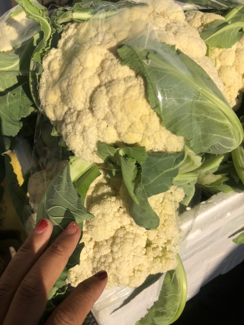 花菜大量供应渠道、小米青梗有机散花、大量供应平台