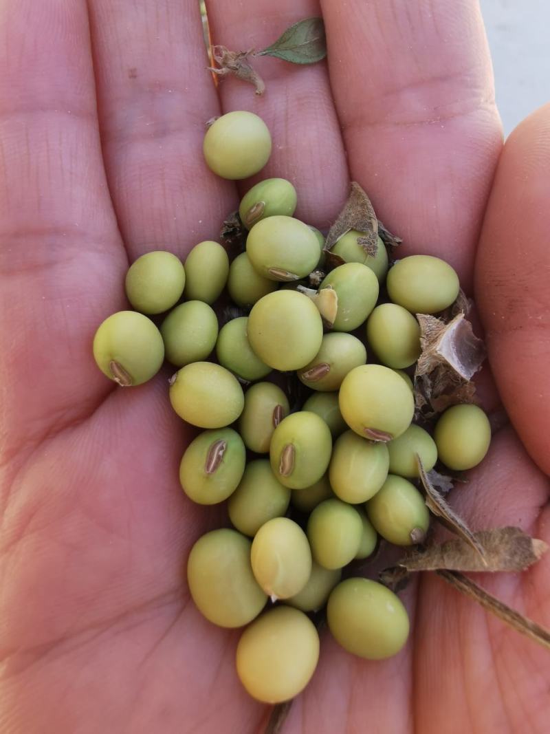 黄豆粉青黄豆大青豆颗粒均匀做豆腐打豆浆发豆芽浆水好全国发