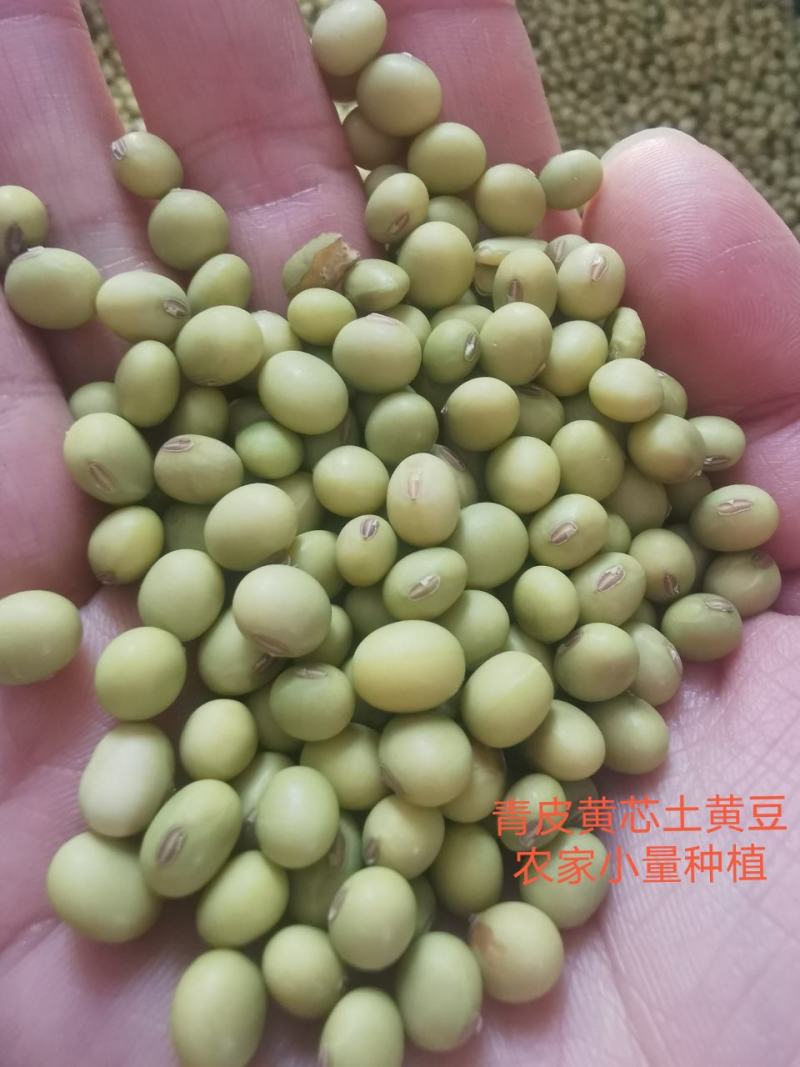 黄豆粉青黄豆大青豆颗粒均匀做豆腐打豆浆发豆芽浆水好全国发