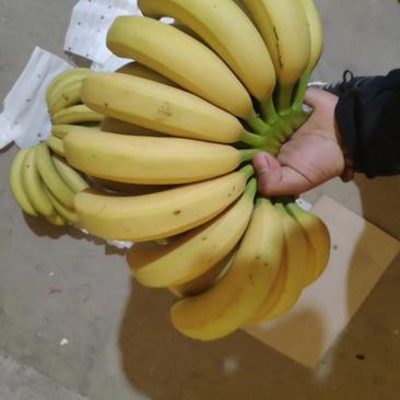 香蕉热销进口香蕉无黑心无硬心果面干净价格不高
