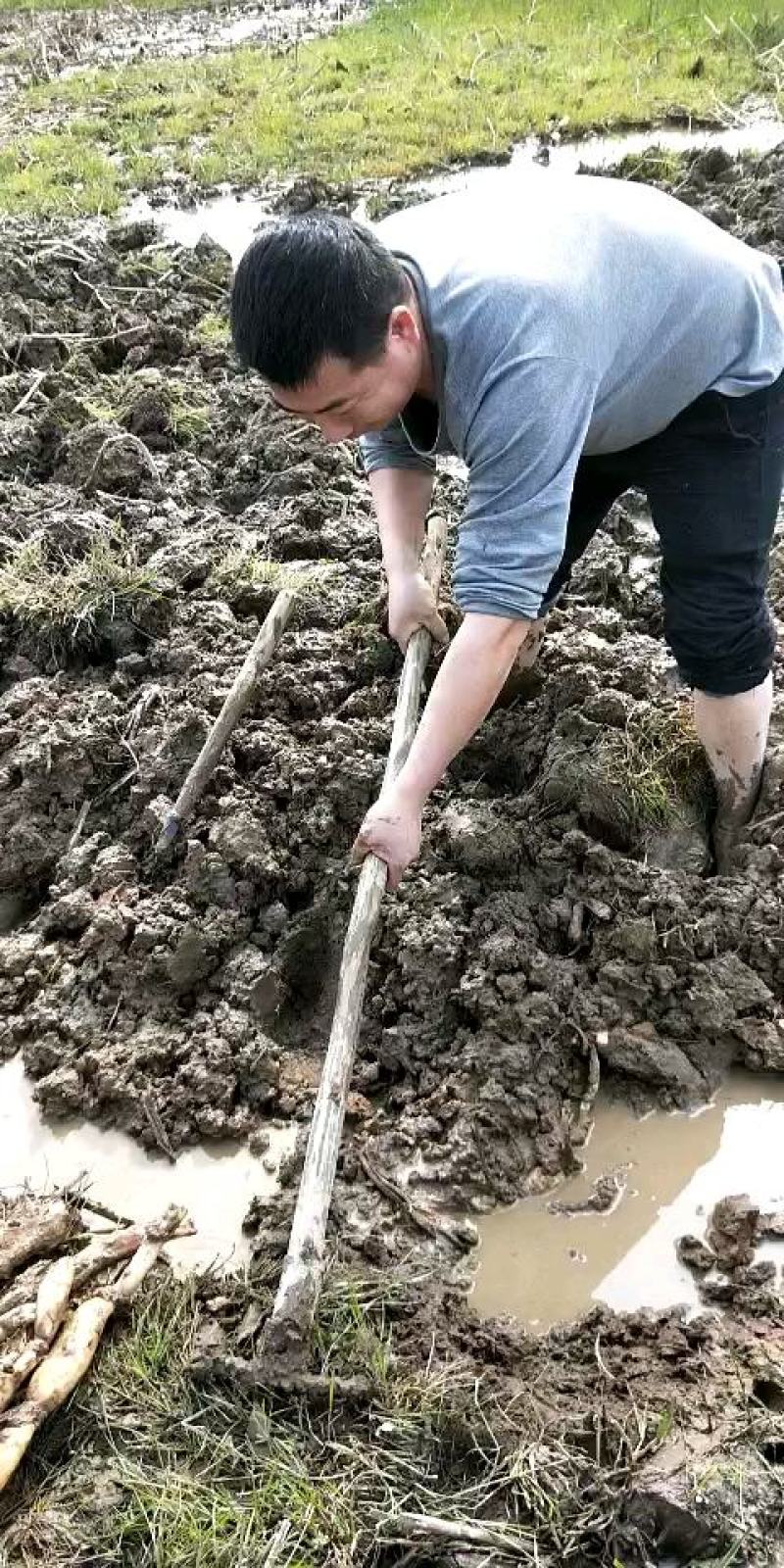 太空红花莲种苗基地直销，纯红花正宗的太空莲36号