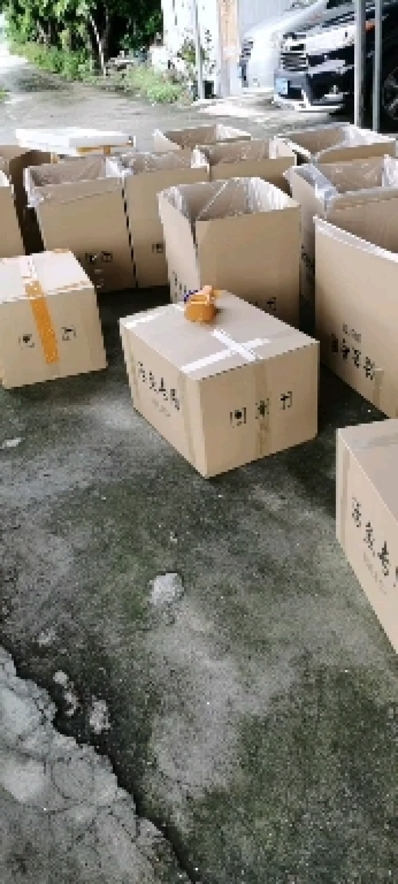 人工养殖基地丁桂鱼苗高品质丁桂鱼种苗批发报价良种水产
