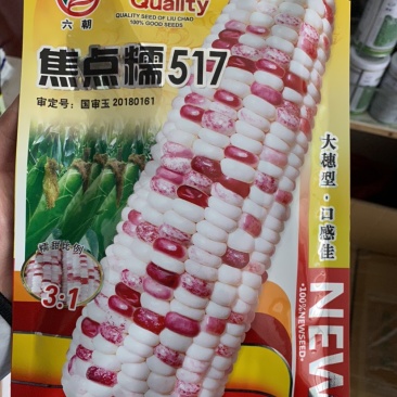 又甜又糯的彩甜糯玉米（1:3）种子-焦点糯517