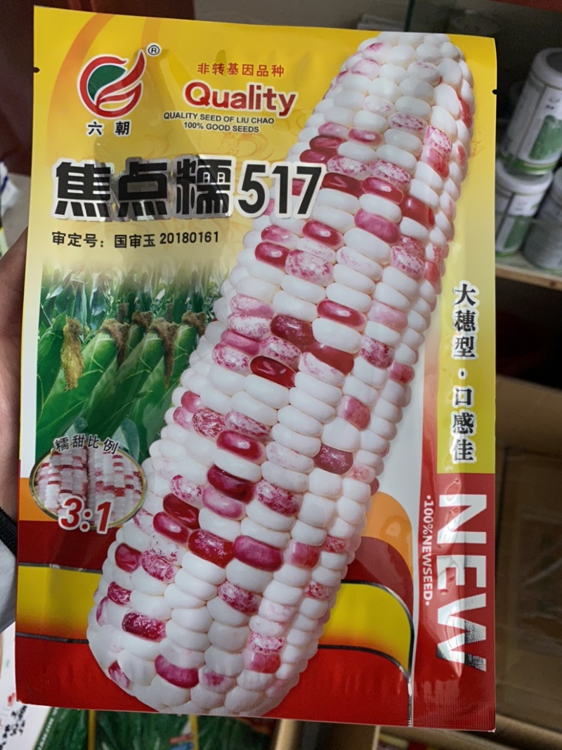 又甜又糯的彩甜糯玉米（1:3）种子-焦点糯517