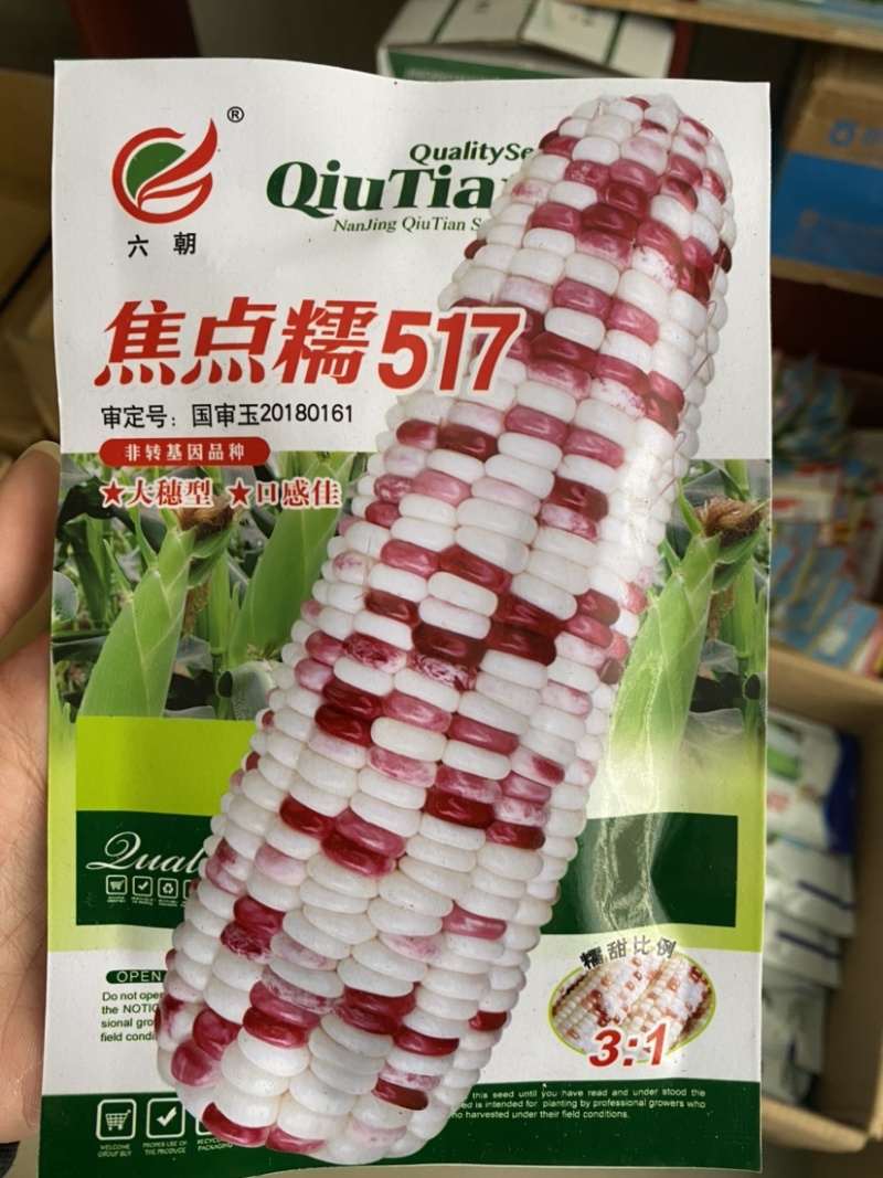 又甜又糯的彩甜糯玉米（1:3）种子-焦点糯517