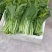白菜芯，菜苔，菜心产地**农副产品