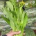 白菜芯，菜苔，菜心产地**农副产品