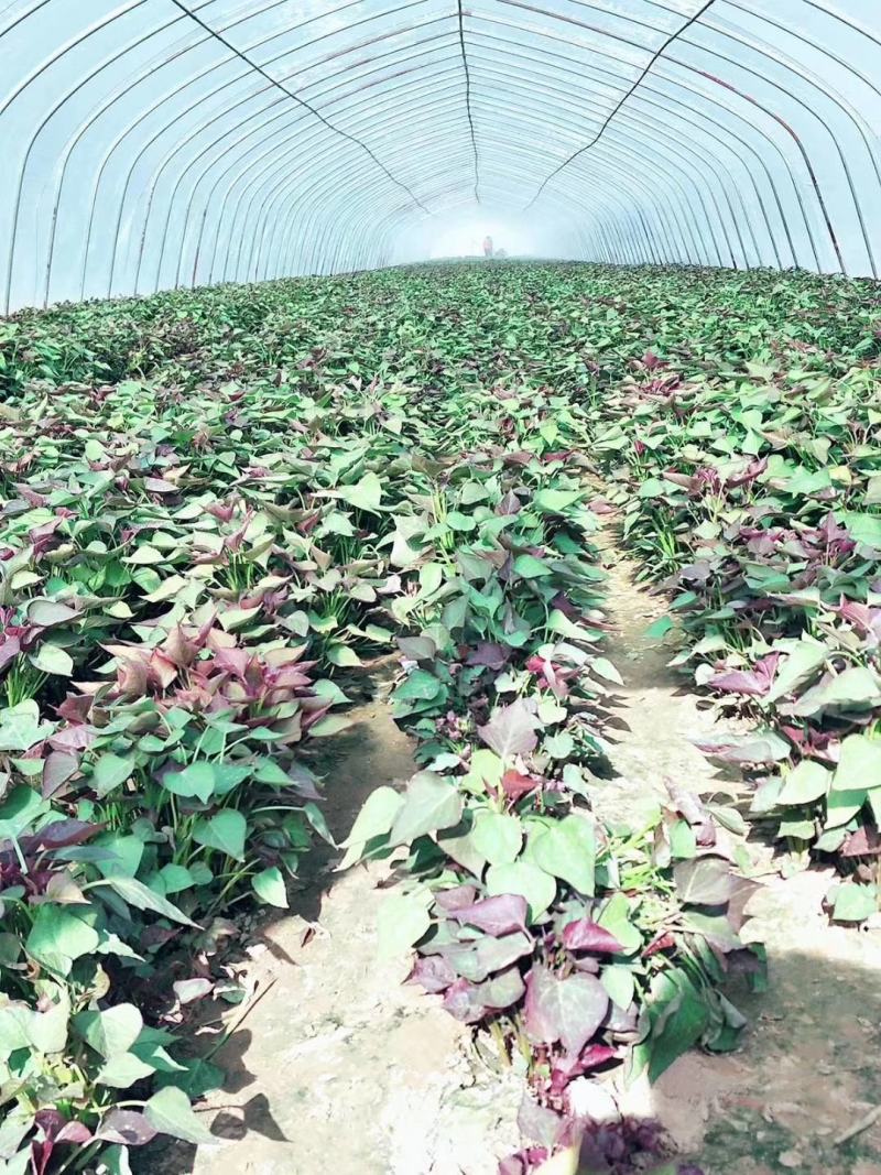 板栗香红薯苗板栗红薯苗板栗红薯苗济薯26红薯苗