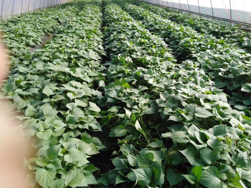 板栗香红薯苗板栗红薯苗板栗红薯苗济薯26红薯苗