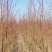 突围桃苗成熟早稳产高度甜度可达16.8左右