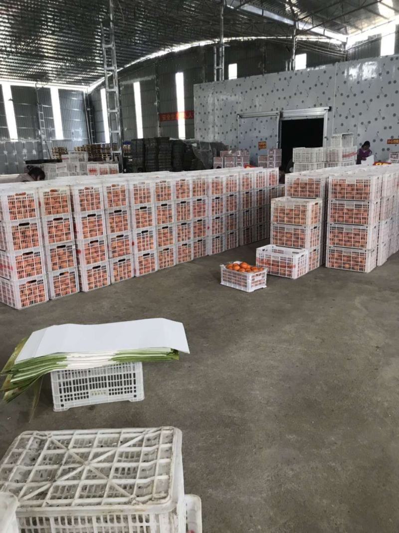 广西精品沃柑颜色鲜艳，汁水饱满，果面干净！