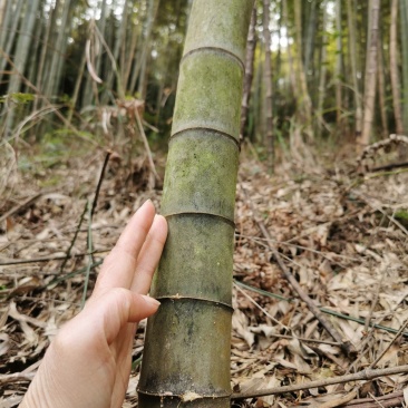 香蕉竹，冬瓜竹，菜架竹，大量供应