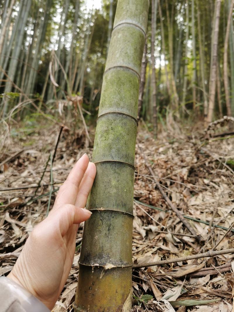 香蕉竹，冬瓜竹，菜架竹，大量供应