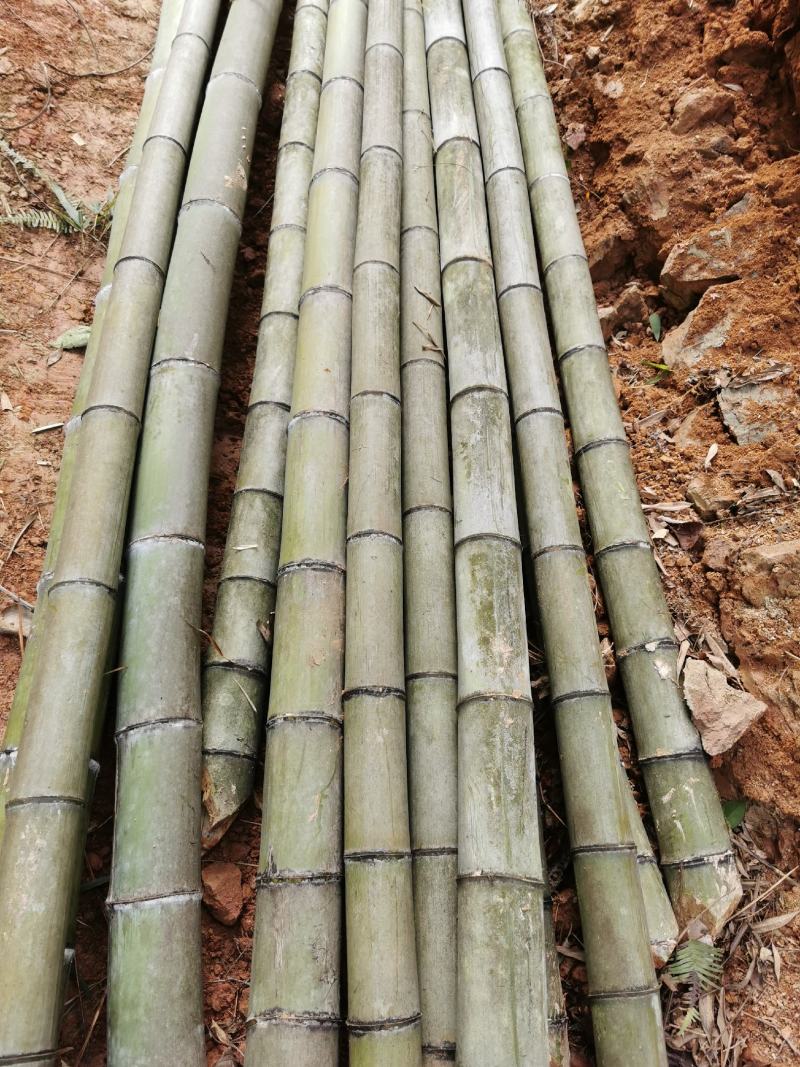 香蕉竹，冬瓜竹，菜架竹，大量供应
