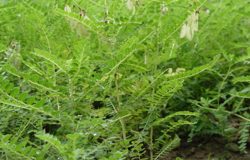 出售中药材黄芪种子黄芪籽铁芪籽一年生春播