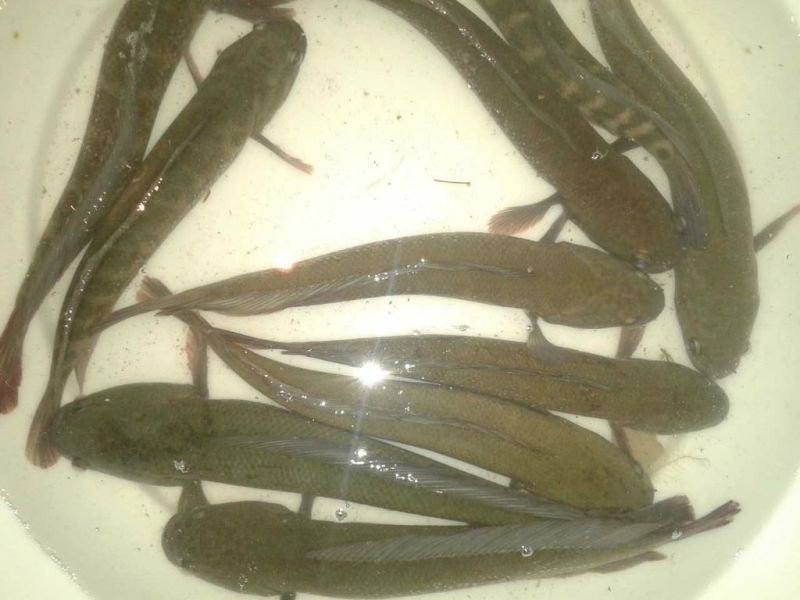 七星鱼，花鱼，食用煮汤，滋补汤料，全年批发，可接代理。