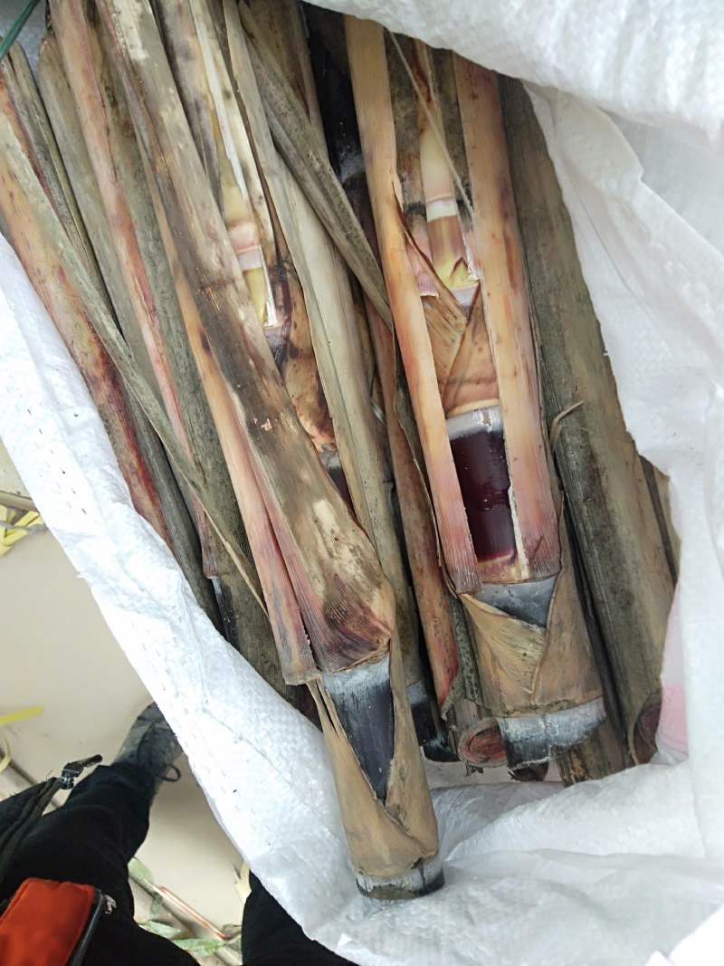 广西正宗黑皮甘蔗种苗，大灰种苗，提供种植技术
