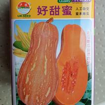 好甜蜜蜜本南瓜种子老瓜嫩瓜品质好抗病产量高
