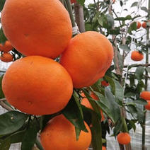 基地直供👉甘平柑橘苗甘平苗属大果型柑橘包品种