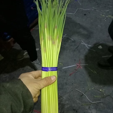 蒜苔红帽蒜苔精品冷库蒜苔货源充足需要联系