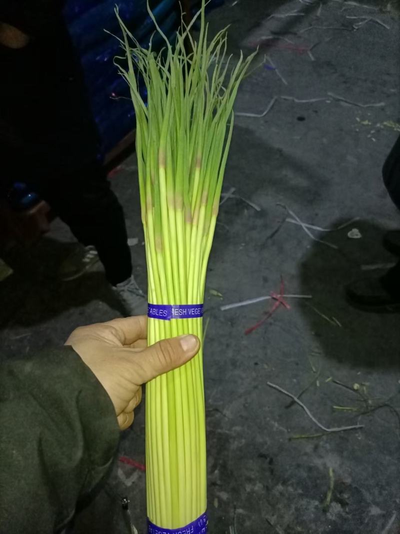 蒜苔红帽蒜苔精品冷库蒜苔货源充足需要联系