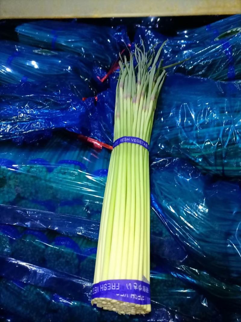 蒜苔红帽蒜苔精品冷库蒜苔货源充足需要联系