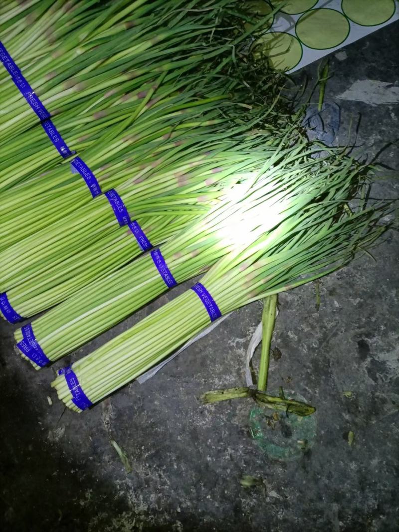 蒜苔红帽蒜苔精品冷库蒜苔货源充足需要联系