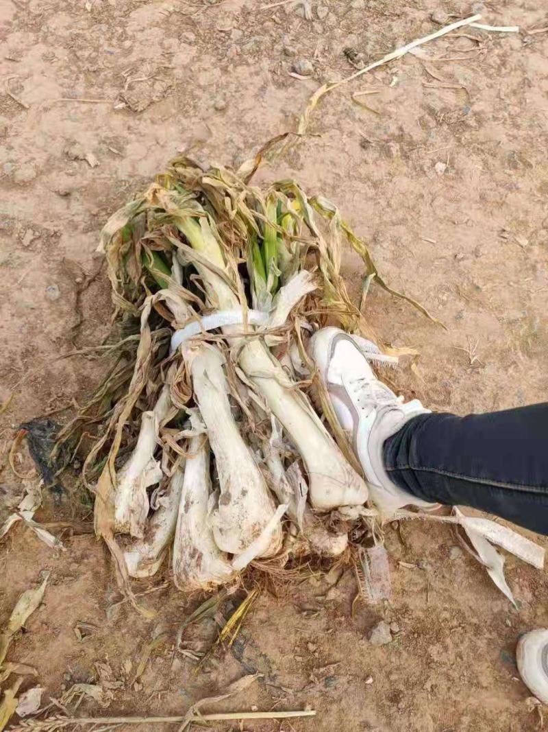 批发鸡腿大葱，欢迎洽谈