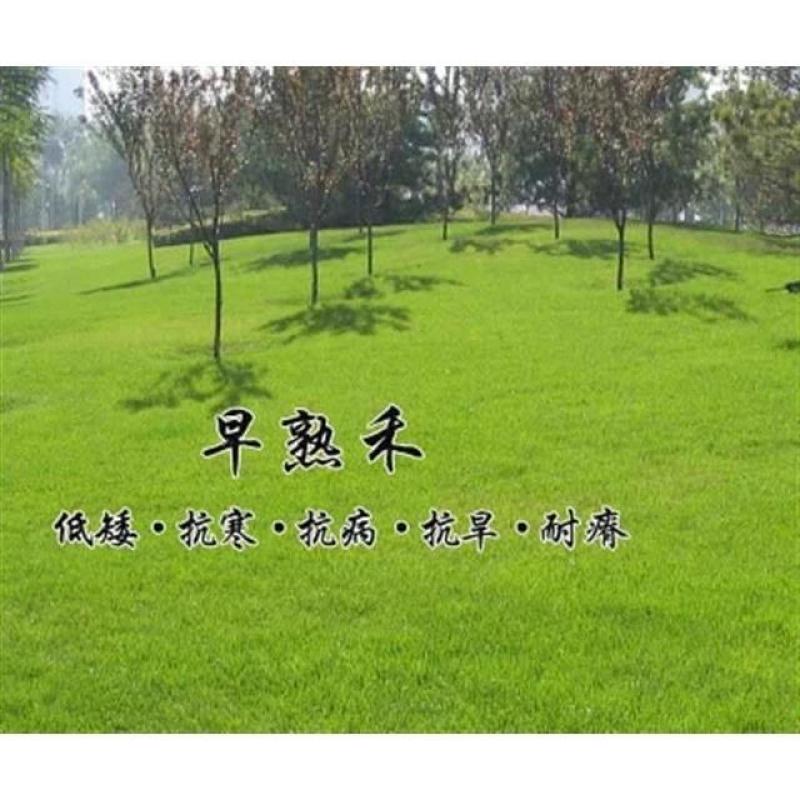 优质草坪种子冷地早熟禾种子草地早熟禾种子冷季型四季青量大