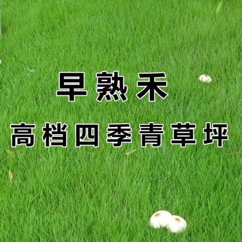 优质草坪种子冷地早熟禾种子草地早熟禾种子冷季型四季青量大