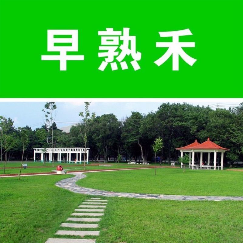 优质草坪种子冷地早熟禾种子草地早熟禾种子冷季型四季青量大