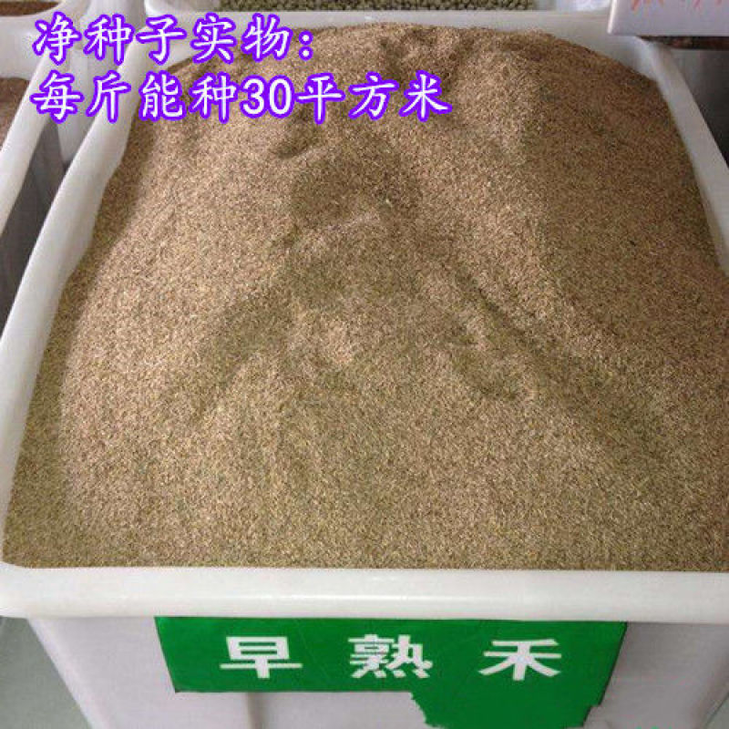 优质草坪种子冷地早熟禾种子草地早熟禾种子冷季型四季青量大