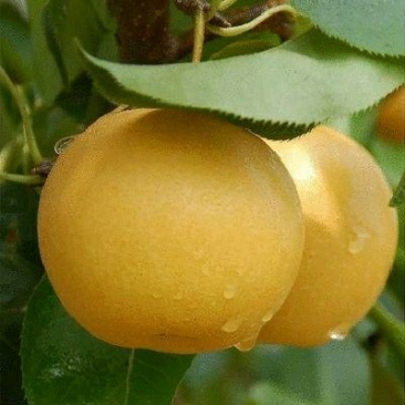 秋月梨树苗，梨树苗，梨树新品种，梨树苗栽植模式和时间