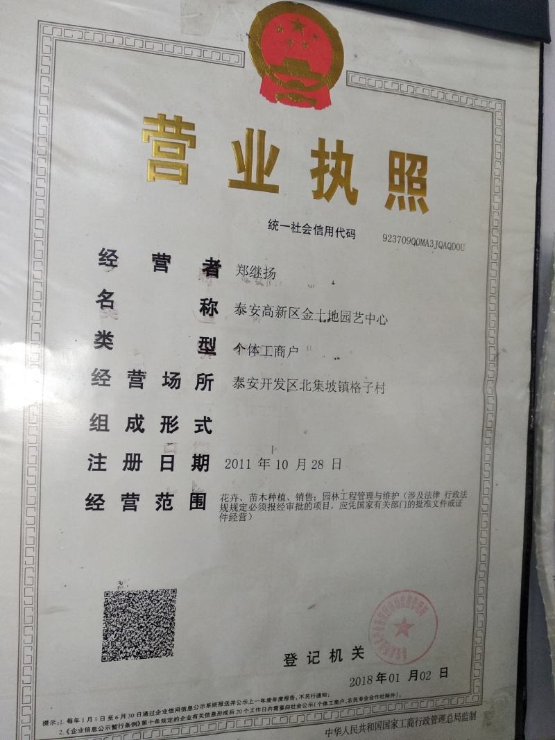 秋月梨树苗，梨树苗，新品种梨树苗，嫁接品种梨树苗