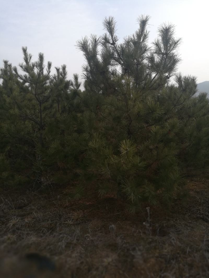 各种规格油松，杯子或大田