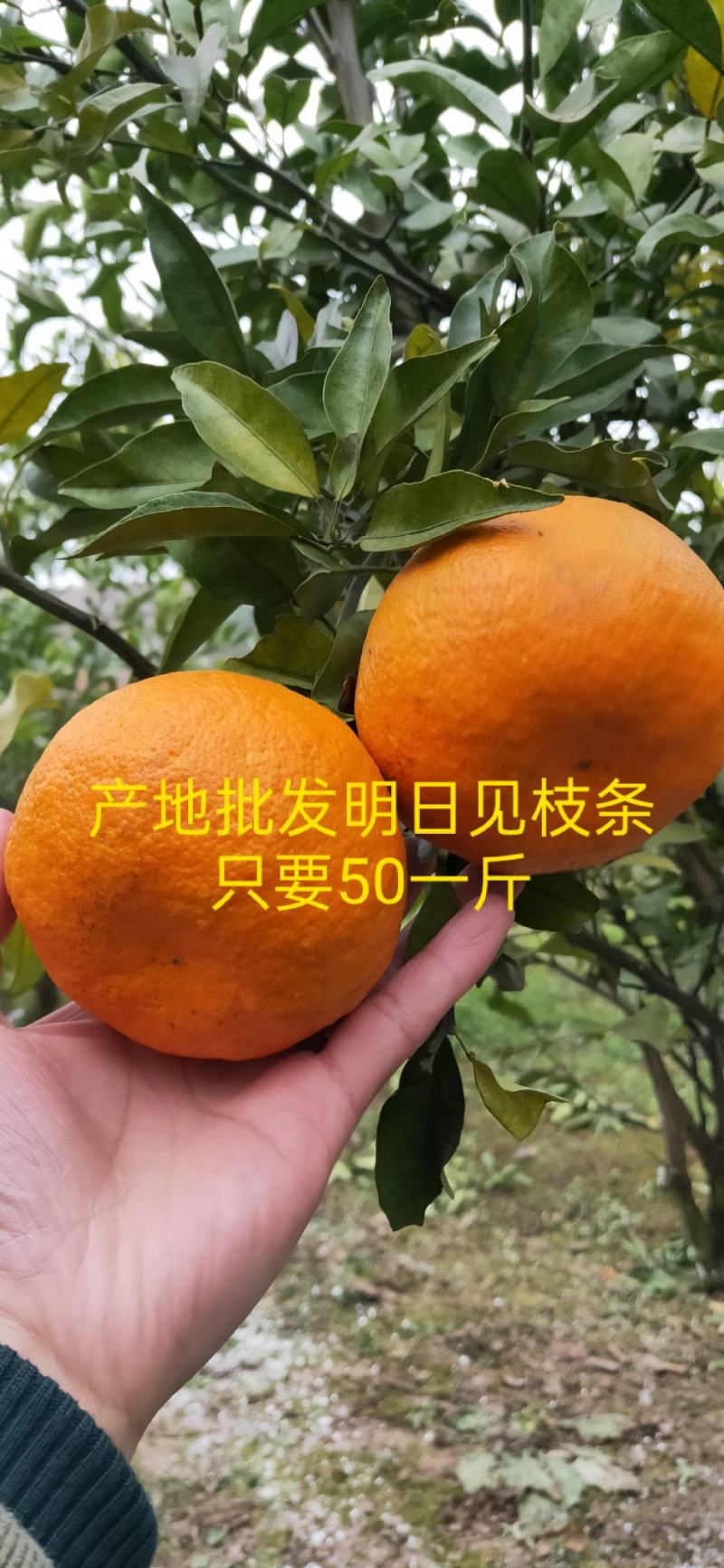 明日见枝条质量保证枝条老熟一手货源包装发货一条龙服务
