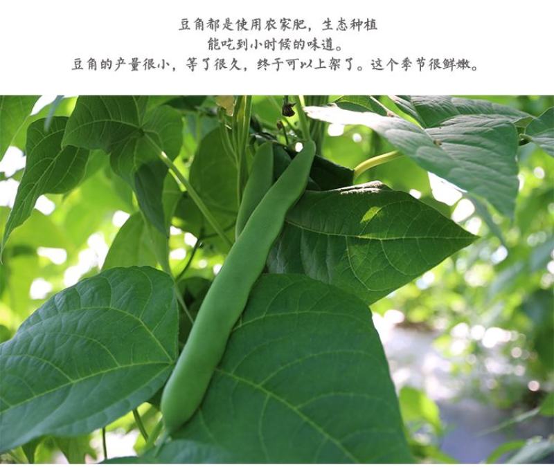 扁豆四季豆一件代发现货，代发