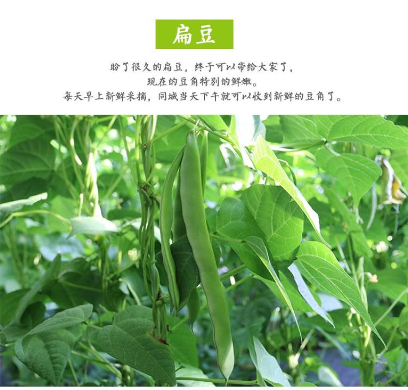 扁豆四季豆一件代发现货，代发
