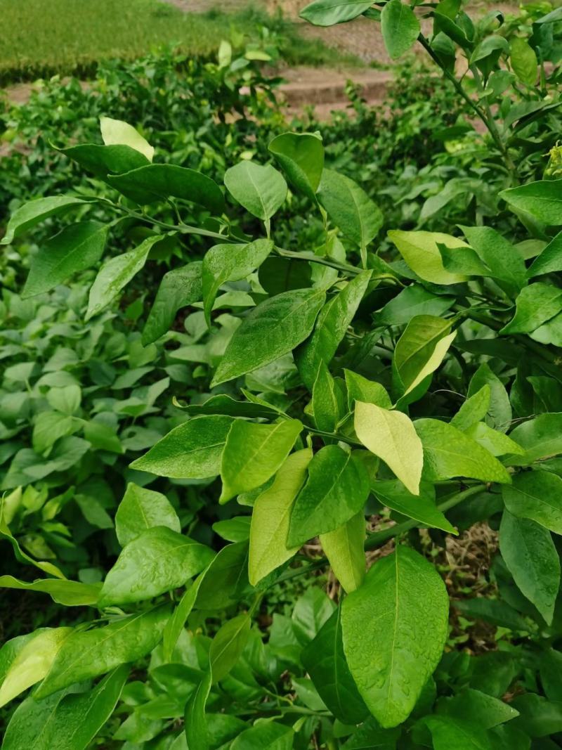 爱莎柑橘枝条(华美1号)品种保证基地自销现货供应