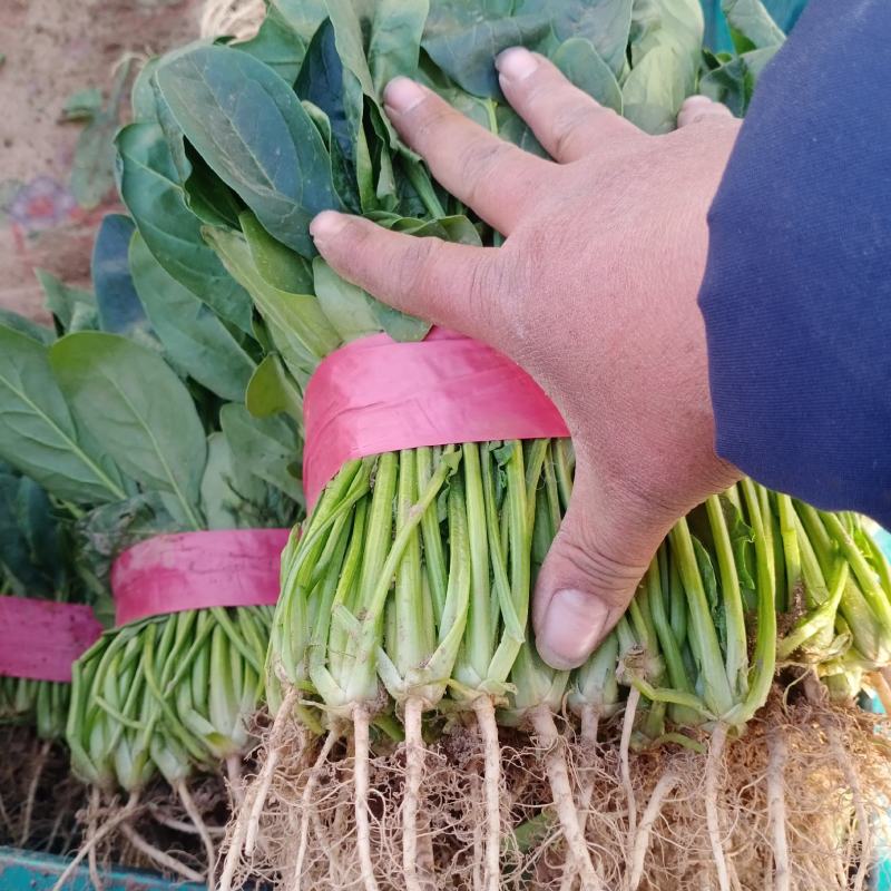 精品菠菜产地直发诚信商家保质保量欢迎各大商家来采购