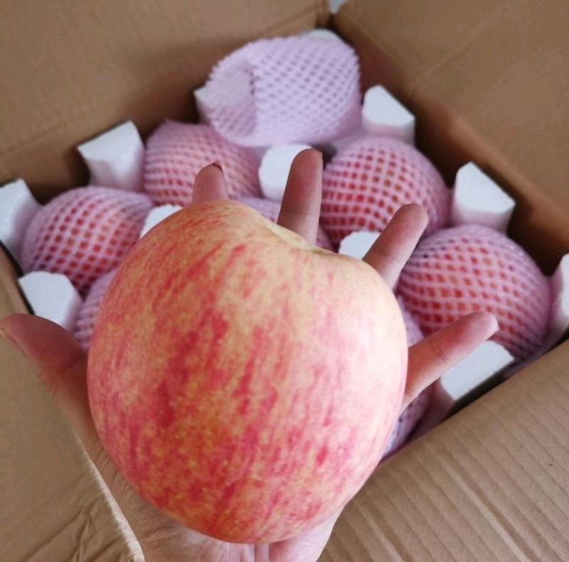红富士苹果河南苹果产地直发一手货源两大优惠欢迎考察