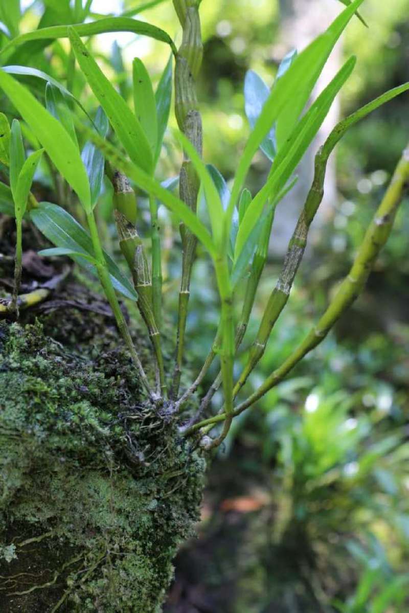 金钗石斛干片，（正品云金），纯野生新货。