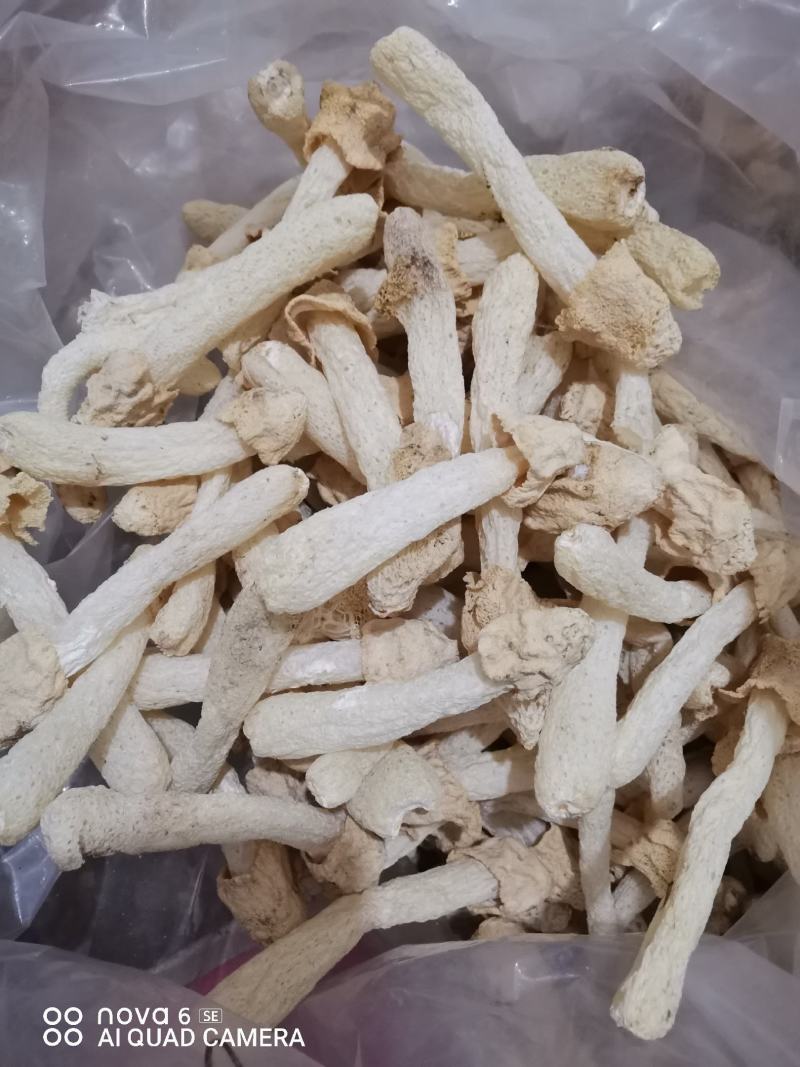 竹荪球头茬竹荪10～15福建古田特产精装货