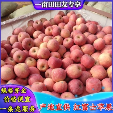 山东红富士苹果现货供应规格齐全价格便宜一手货源