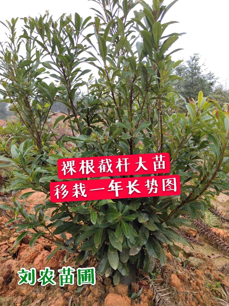 杨梅苗嫁接苗(乌梅苗)(黑炭)杨梅之乡优良品种！包邮