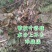 杨梅苗嫁接苗(乌梅苗)(黑炭)杨梅之乡优良品种！包邮